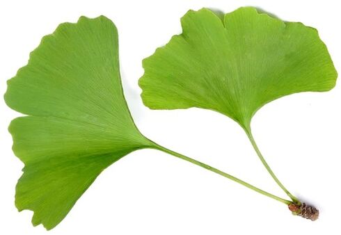 Insunolek ginkgo biloba dauka